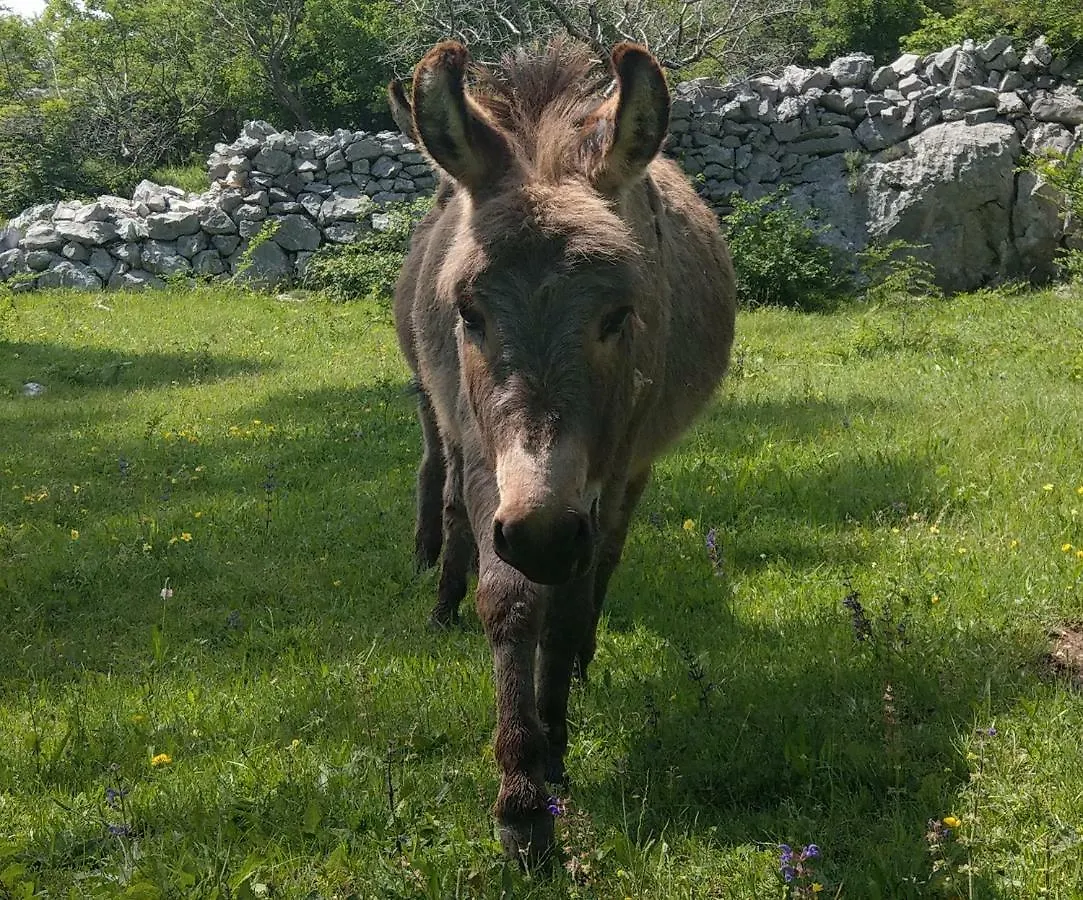 Villa Suzi Donkey Farm With Seaview Smrika Croatia